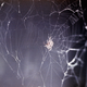 Illustration for article titled What Happens When You Send a Spider to Space?